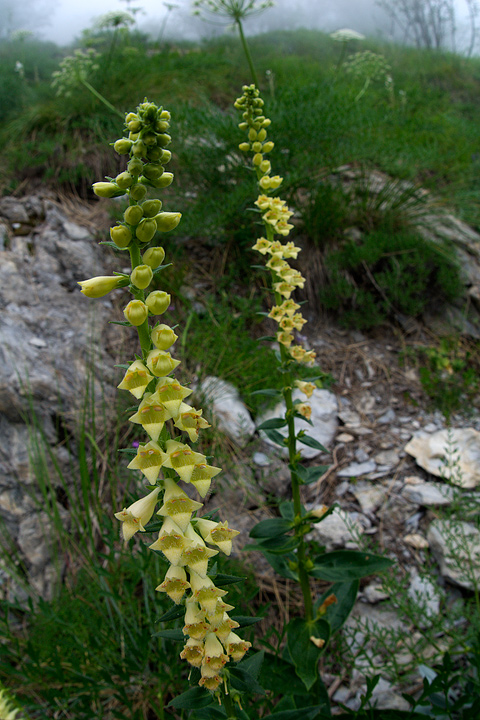 Digitalis lutea / Digitale gialla piccola
